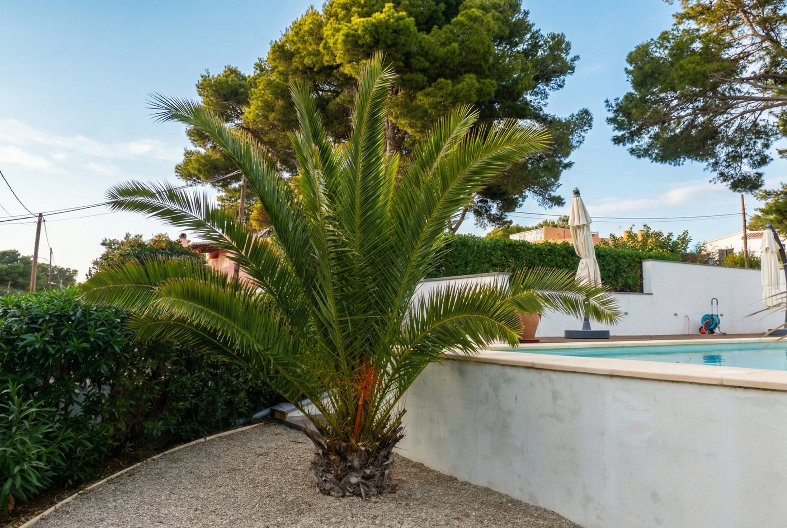 Pool mit Palmen